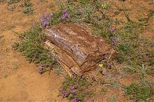Закам'яніла араукарія в ландшафтному парку Клебан-Бик Олександро-Калинове
